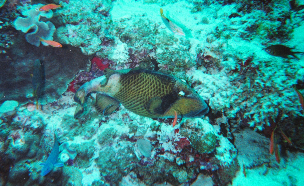 Titan Triggerfish.