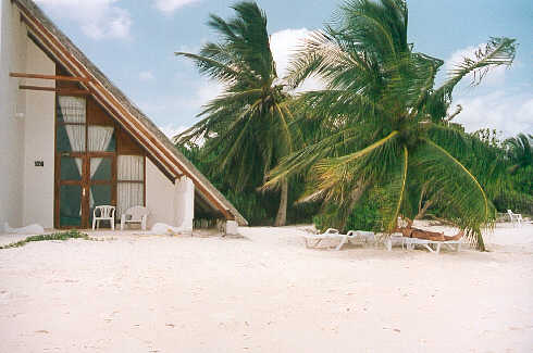 John sheltering from the sun under our palm tree.