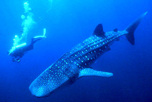 A Whale shark (not the one I saw).