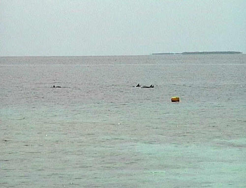 A pod of dolphins swimming past just off the beach.  The yellow buoy marks the drop-off.