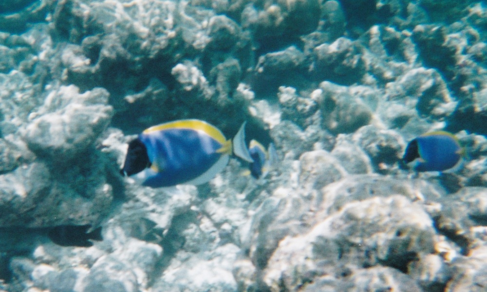 A pair of Powder-blue Surgeonfish.