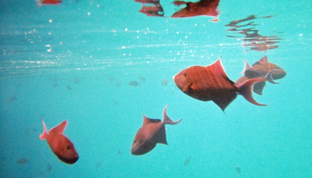 There were literally thousands of Red-tooth Triggerfish swimming just off the beach.