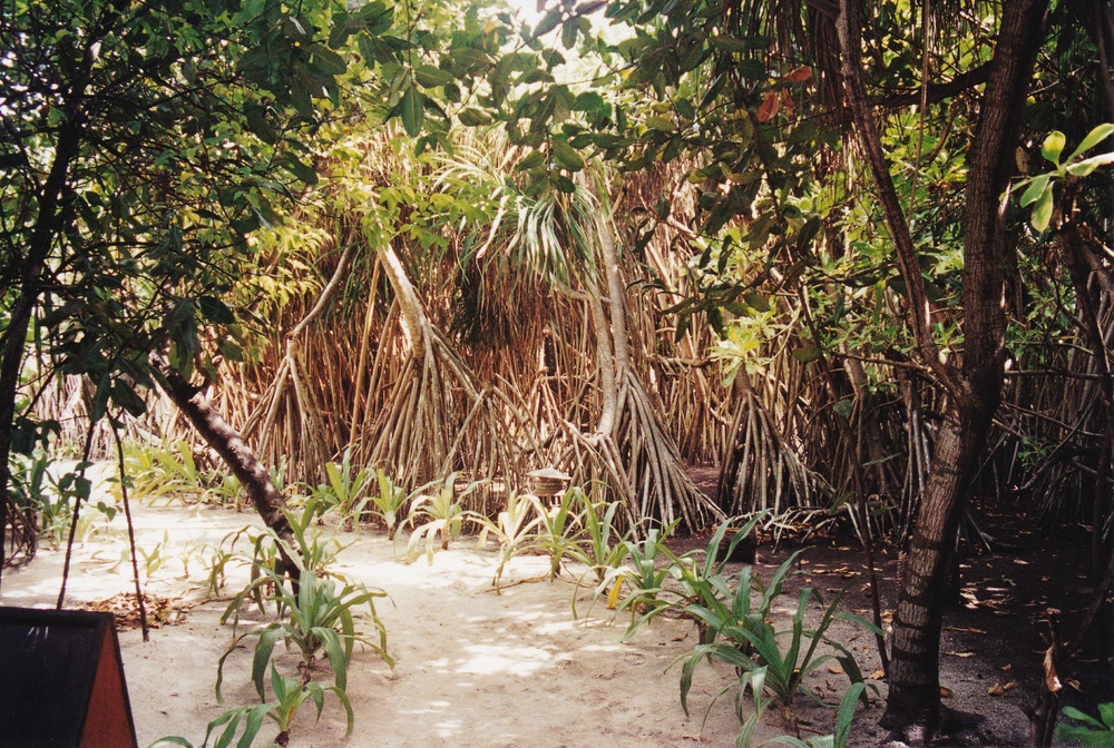 Luxuriant undergrowth by the path near the Serena Spa.