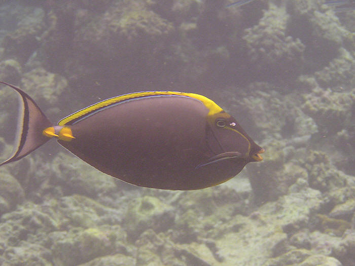 Orange-spined Surgeonfish. (52k)