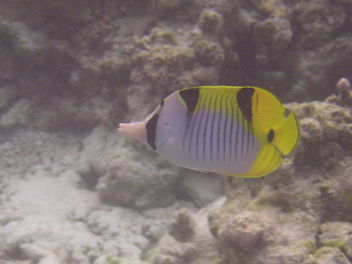 Double-saddled or Saddleback Butterflyfish. (56k)