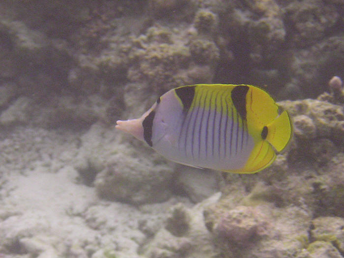 Double-saddled or Saddleback Butterflyfish.  (56k)