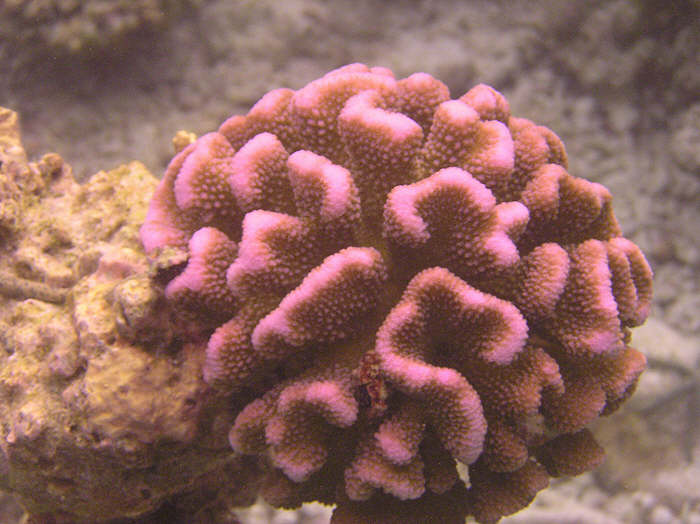 Pretty purply coral. (60k)