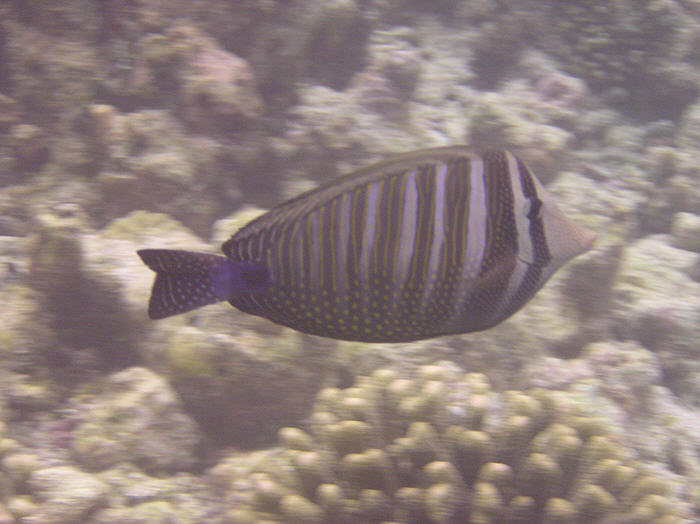 Desjardin's Sailfin Tang.  (58k)