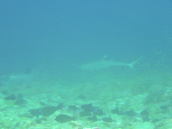 White tip reef shark. (34k)