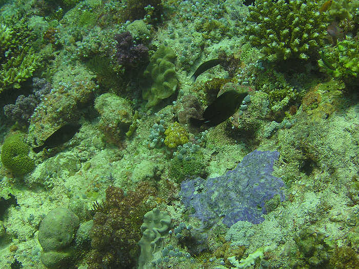 The coral has almost completely recovered from the 1998 bleaching disaster. (100k)
