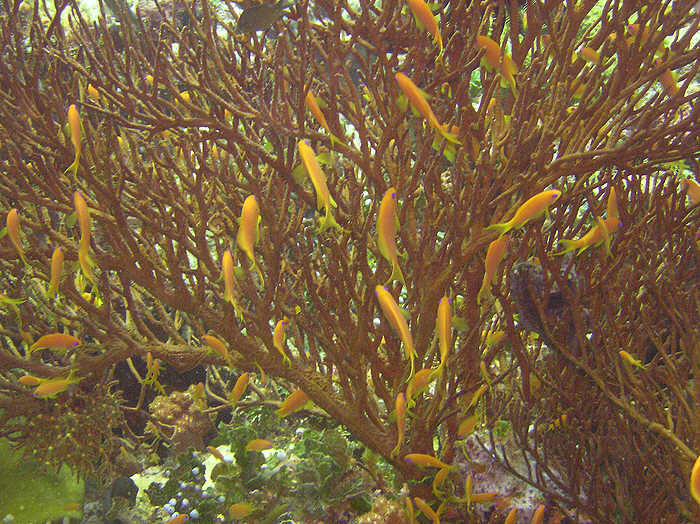 Anthias in amongst fan coral. (96k)