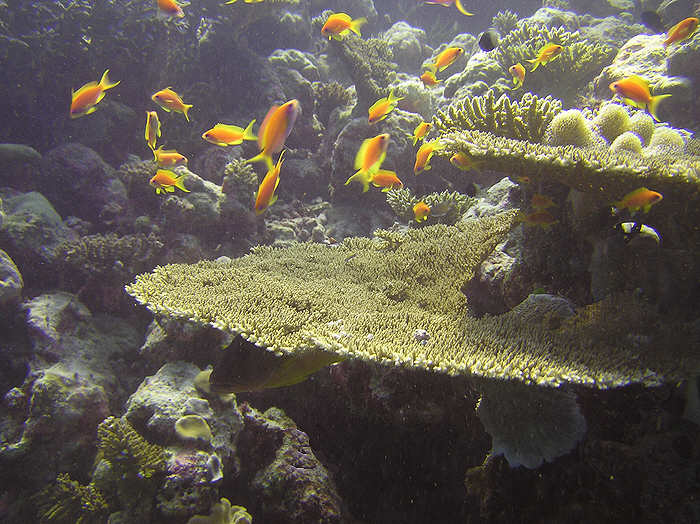 Sunlight on the reef-top with anthias. (71k)