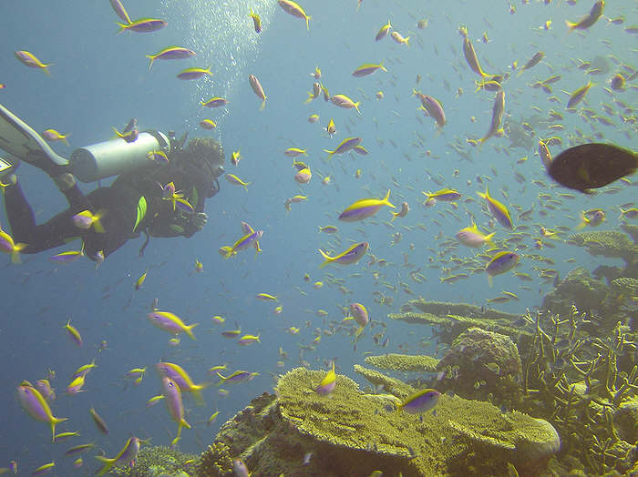 Boris, the dive leader, seen through a cloud of anthias on the reef top. (65k)