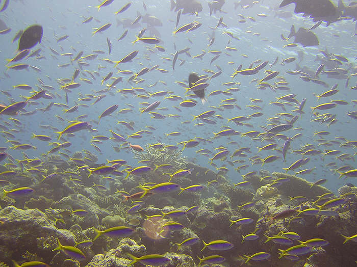 Elbowing our way through the abundant reef-top fish.  (78k)