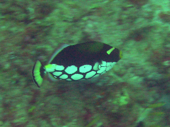 Clown Triggerfish.  (63k)