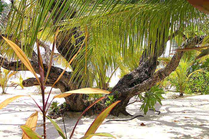 Palm and other trees on the beach beside the restaurant. (63k)
