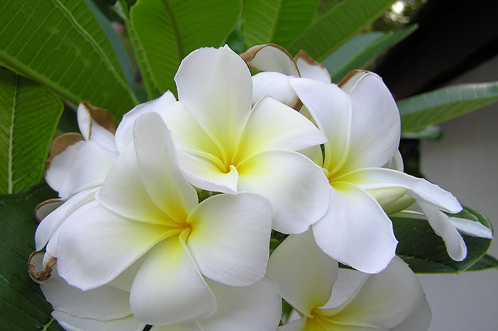 Beautiful flowers on a shrub next to our room. (64k)