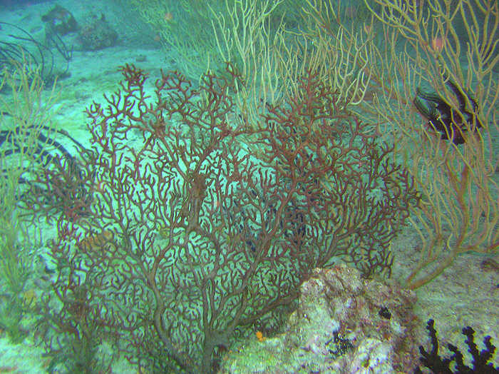 Fan corals with a feather star at the right.  (96k)