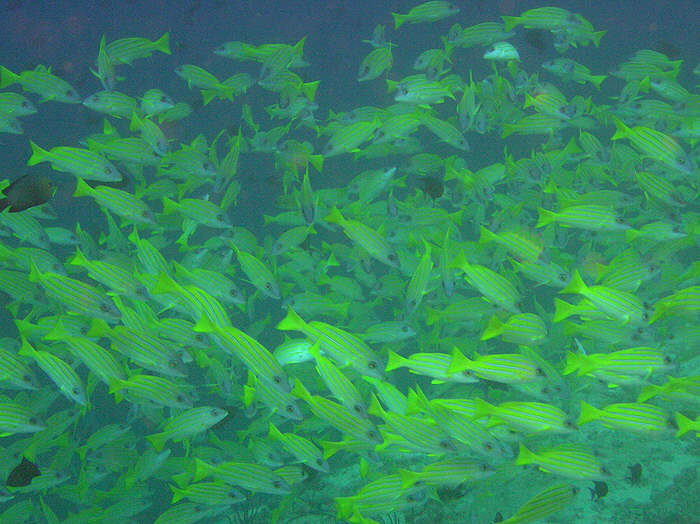 A shoal of Blue Striped Snappers.  (73k)