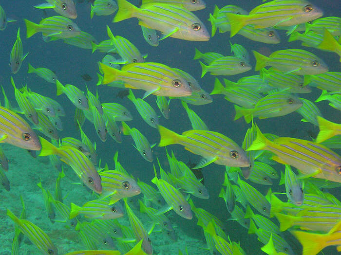 Elbowing my way through the shoal of Blue Striped Snappers.  (76k)