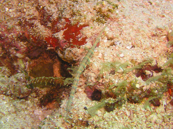 Schultz's Pipefish.  (105k)