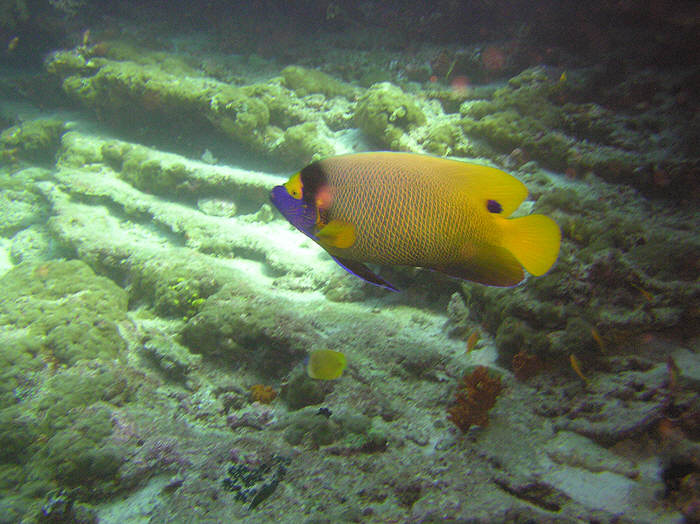Blue-faced Angelfish. (77k)