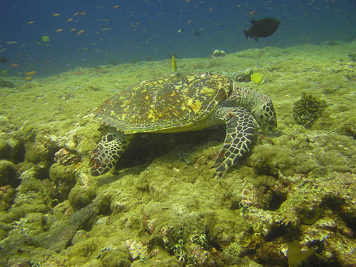 Another Hawksbill Turtle on the reef top at Shark Tilla.  (78k)