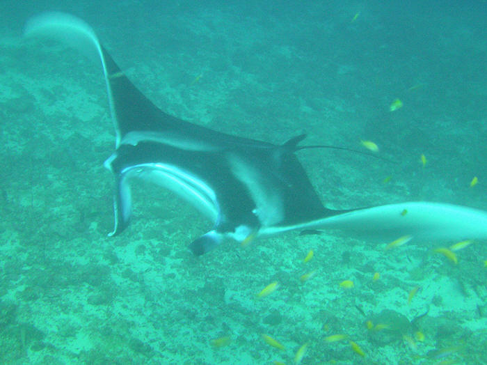Three mantas circled round and round, getting closer and closer each time... (65k)