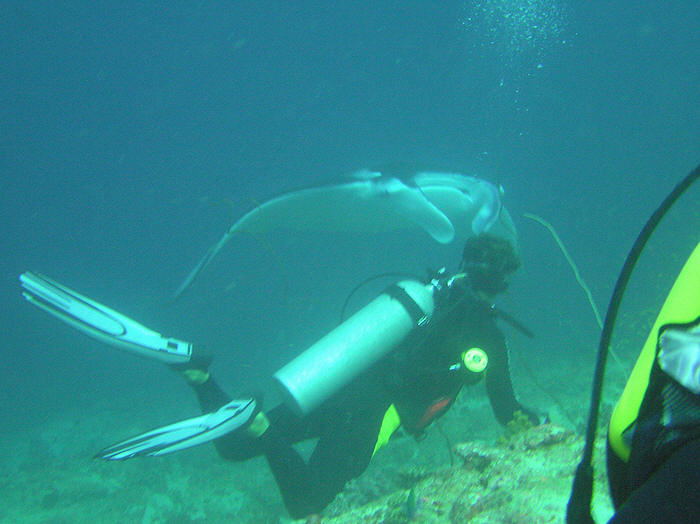 Boris hangs on to the reef to watch the mantas cruising past.  (55k)