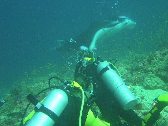 The mantas gradually came nearer, until they were within a couple of meters of us, before we started to run out
        of bottom time and had to break off. (59k)