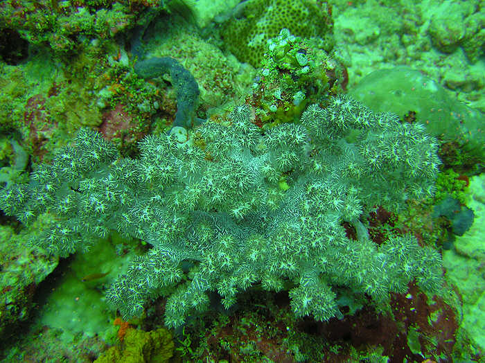Pretty spiky soft coral, Dendronephthya sp.  (103k)