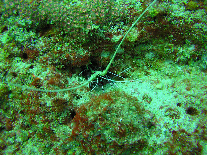 A Painted rock lobster  waves at me from his hole in the healthy looking coral reef.  (117k)