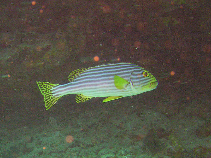 My favourite fish - Oriental Sweetlips. (68k)