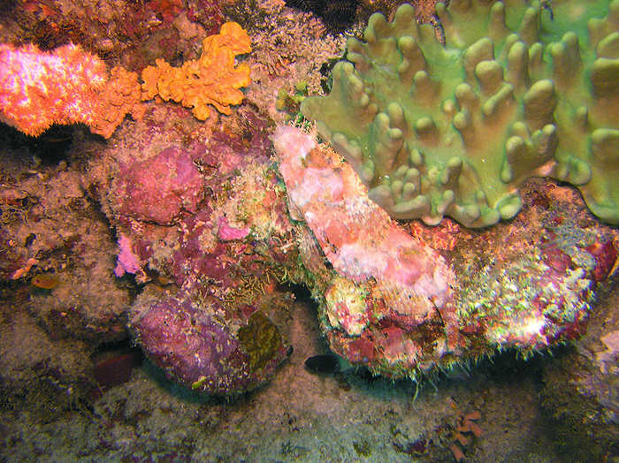 Extremely well-camouflaged Scorpionfish lying motionless in wait for passing prey.  Watch out for its poisonous spines.  (89k)