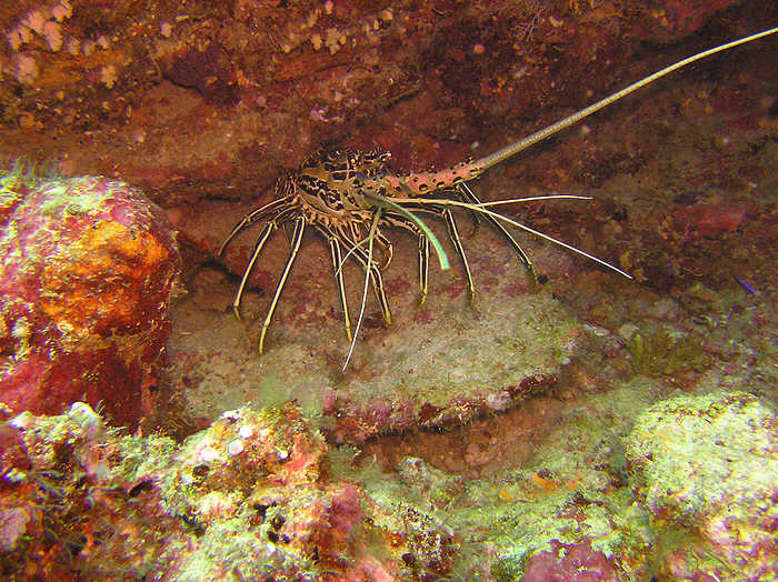 Painted rock lobsters rest in their holes during the day.  (94k)