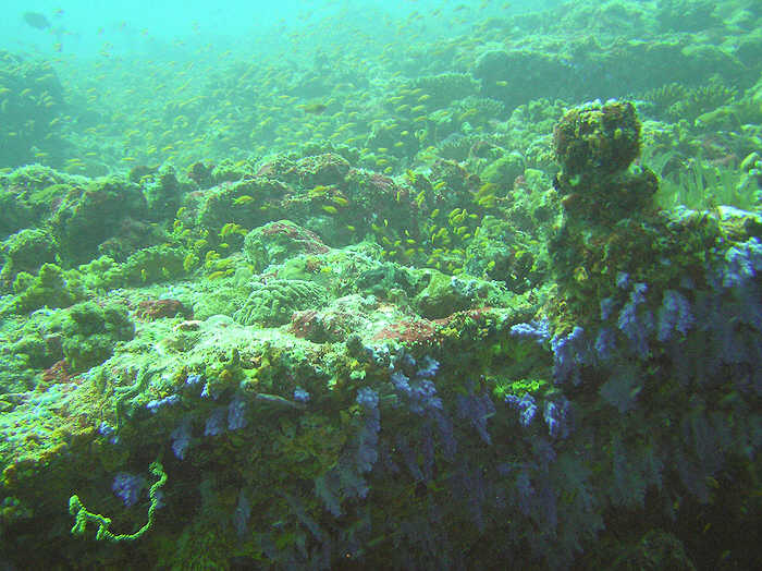 Beautiful blue Cauliflower soft coral hung down from underneath every overhang on Emas Tilla, while the cloud of golden Anthias busy themselves over the reef top. (71k)