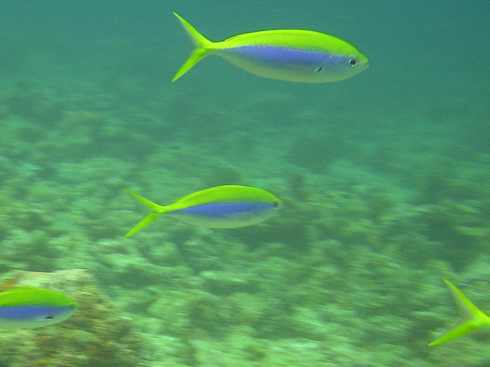 Yellowfin Fusiliers. (61k)