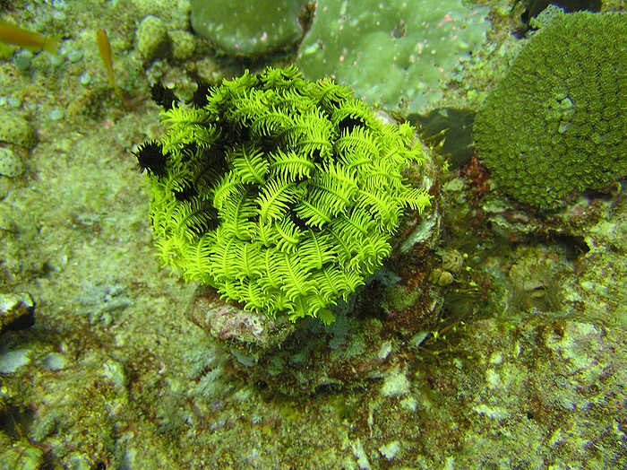 Beautiful Noble feather star. (100k)
