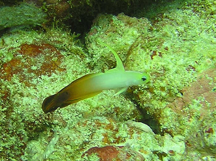 Firefish or Fire Goby about 5cm long.  (89k)