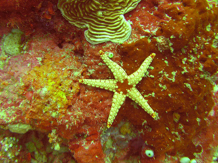 Noduled Sea Star, Fromia nodosa. (100k)