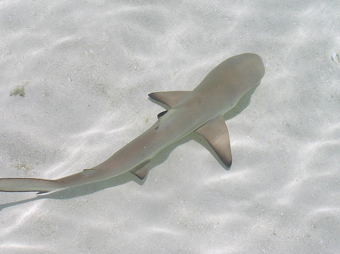 Another baby black tip swims past my feet. (56k)