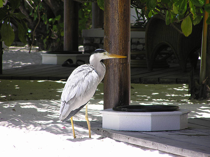This grey heron came to shelter in the shade every day at high tide. (66k)