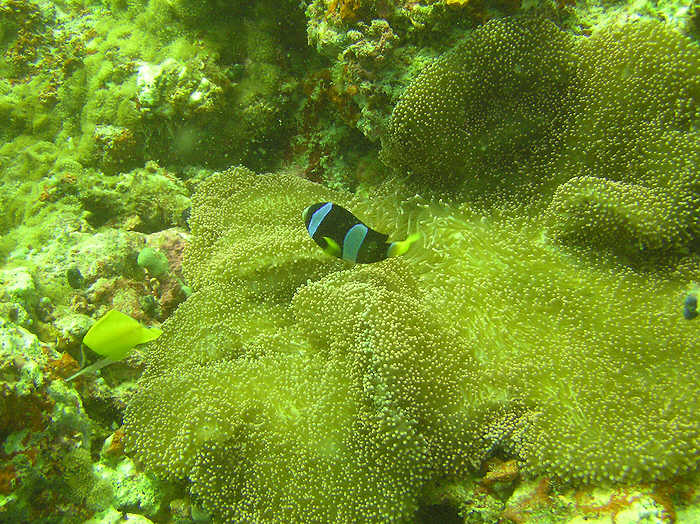 Clark's Anenomefish - always associated with giant sea anenomes.  (103k)