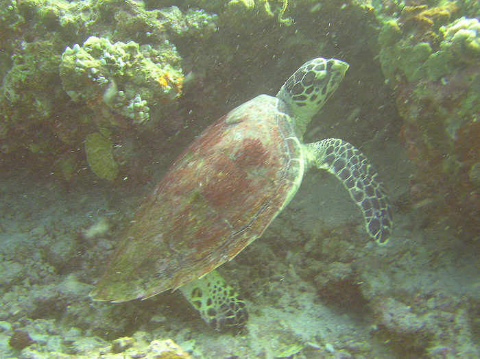 Bored Hawksbill Turtle.  (59k)