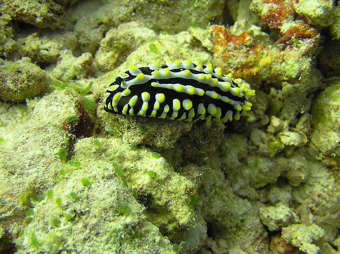 The nudibranch Phyllidia varicosa.  (93k)