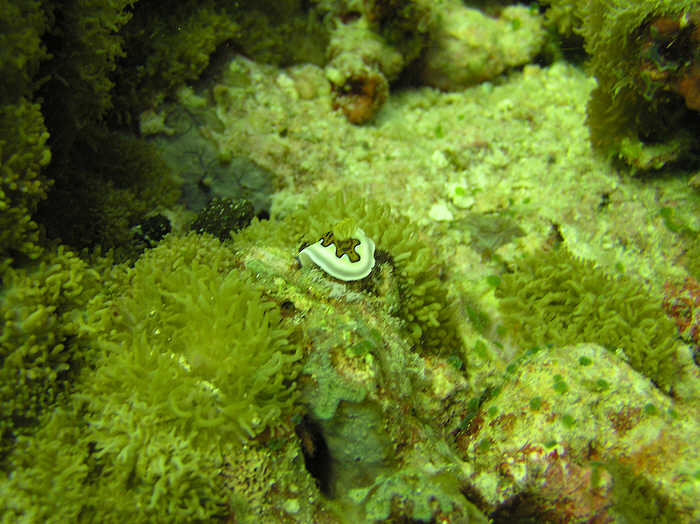 The nudibranch Chromodoris gleniei. (65k)