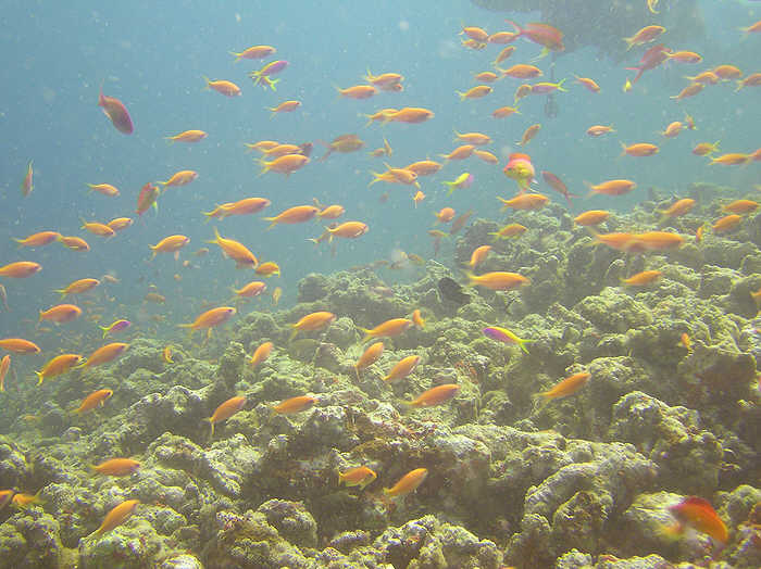 Anthias busy themselves over the reef top. (62k)