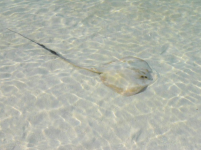 Stingray in the shallows next to the beach.  (81k)