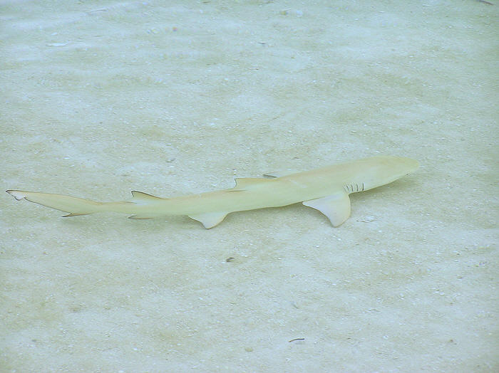 1 meter long Nurse shark in the shallows photographed from the beach just a few meters away.  (59k)