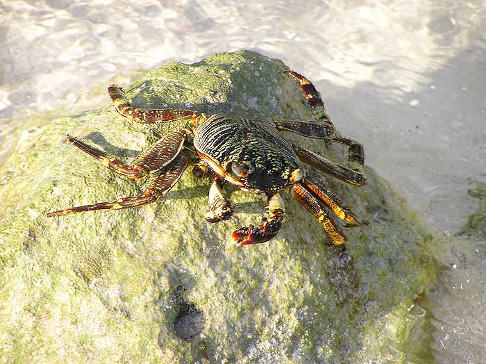 Shore crab.  (79k)